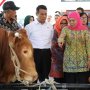 Mentan : Populasi Sapi Indonesia Meningkat 5 Juta Ekor