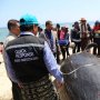 Belasan Paus Terdampar di Pulau Sabu, Ini Penjelasannya