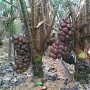 Populer di Luar Negeri, Kementan Pacu Peremajaan Tanaman Salak Sleman