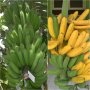 Kementan Buka Akses Pasar Pisang Raja Sumatera