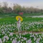 Bak Negeri Sakura, Begini Cantiknya Kalinampu Natural Park di Bantul