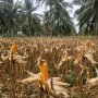 Percepat Pemulihan Bencana di Sinabung, Kementan Beri Bantuan Benih Jagung