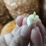 Kementan Ingatkan Semua Pihak untuk Mewaspadai Benih Bawang Putih Oplosan