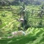 Perlu Sinergi Lintas Stakeholders untuk Kuatkan Pertanian Era Industri 4.0