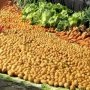 Kementan Kembangkan Sentra Hortikultura di Modoinding
