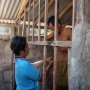 Gangguan Jiwa Sejak Lahir, Bagong Dikandangkan Keluarganya