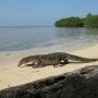 4 Lelaki Perkosa Biawak dan Direkam Pakai HP, Begini Nasibnya Sekarang