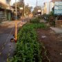 Mangkrak, Warga di Jogja Tanami Jagung di Lokasi Perbaikan Jalan