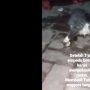Viral Kucing Mati Dicekoki Ciu, Polisi Ungkap Fakta Mengejutkan