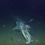 Menyeramkan! Penghuni Laut Dalam Ini Bisa Memangsa Ikan Paus
