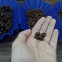 Mengenal Kopi Lanang, Biji Kopi Langka Tak Berkeping Dua