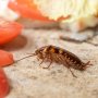 Cara Basmi Kecoa di Rumah, Pakai Bahan Alami dan Kimia