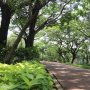 Teduhnya Ruang Hijau Jakarta, Bisa untuk Main hingga Kawasan Resapan Air