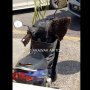 Hii, Ditinggal Parkir, Setang Motor Ini Malah Jadi Sarang Lebah
