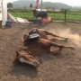 Drama Banget, Kuda Ini Pura-pura Mati Setiap Ada yang Mau Menunggangi
