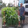 Viral Ditanami Jagung, Proyek Mangkrak di Jalan Babaran Mulai Dinormalisasi
