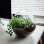 Apa itu Terrarium? Kenali Kelebihan dan Kekurangannya