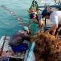 Pemprov - Petani Ingin Bawa Lagi Masa Jaya Rumput Laut di Kepulauan Seribu