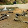 Ribuan Ikan Mati Misterius di Bengawan Solo, Warga: Rasanya Aneh