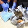 Polisi Bongkar Sindikat Pengedar Ganja di Universitas Pancasila