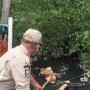 Tiap Menit Melintas di Sungai, Warga Sumut Gusar Bau Busuk Bangkai Babi