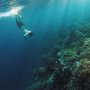 Menyelam di Pantai Sombu, Surga Bawah Laut Milik Wakatobi