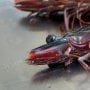 Tidak Terlihat di Alam Liar, Spesies Baru Udang Ditemukan di Akuarium