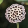 Banyak Orang Belum Tahu, Ini 3 Fakta Tentang Trypophobia
