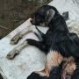 Warga Nagan Raya Digegerkan Kelahiran Anak Kambing Berkaki Delapan