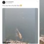Viral Ikan Berwajah Mirip Manusia Ditemukan di Danau China