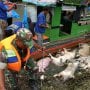 Misteri Ratusan Bangkai Babi di Sungai Bedera dan Danau Siombak Diselidiki