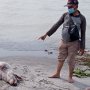 Teror Bangkai Babi Ternyata Ditemukan di Pantai Labu, Bikin Nelayan Cemas