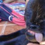 Heboh Anak Kambing Tanpa Moncong, Pemilik Malah Sebut Mirip Monyet
