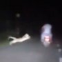 Viral Pemotor Nyaris Diterkam Leopard, Bikin Deg-degan