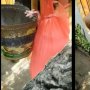 Kreatif Maksimal, Warung Ini Punya Layanan Pesan Antar Unik