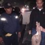 Lagi, Polisi Amankan Warga Pembawa Bangkai Babi yang Diletakan di Betor