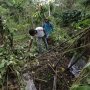 Gajah Liar Rusak Tanaman Perkebunan di Aceh