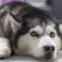 Aksi Keji Pemobil Seret Anjing Gunakan Tali yang Diikatkan ke Mobil