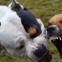 Ngeri! Anjing Pitbull Serang Brutal Nenek Penderita Demensia Hingga Tewas