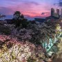 Pemandangan Cantik di Tengah Kota, Bunga Tabebuya Bermekaran di Jakarta