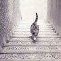 Tes Kepribadian Anda dengan Tebak Kucing Ini Sedang Turun atau Naik Tangga?