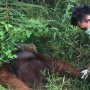 Orangutan Terkapar di Kebun Sawit, 24 Peluru di Badannya hingga Mata Buta