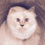 Tetap Eksis, Kucing Karl Lagerfeld Jadi Model Buku Fotografi