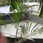 Renovasi Kolam Ikan, DPRD Jakarta Habiskan Anggaran Rp 190 Juta