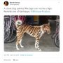 Petani di India Ramai-ramai Cat Anjing Jadi Mirip Harimau, Ini Alasannya