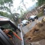 Taman Safari Cisarua Bogor Siap Dibuka Lagi