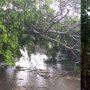 Lagi, Pohon Tumbang Diterjang Hujan dan Angin Kencang di Sleman
