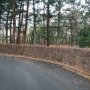 Aokigahara, Hutan Bunuh Diri yang Cantik Jadi Spot Selfie