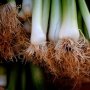 5 Manfaat Daun Bawang yang Jarang Diketahui, Salah Satunya Mencegah Kanker!