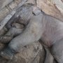 Fenomena Gajah Mati Misterius Kembali Terjadi di Zimbabwe